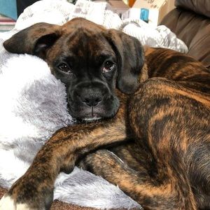 Meet your Posher, Ryder